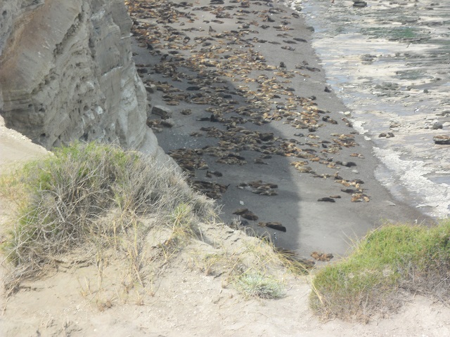 66- Colonia de los lobos marinos de 1 pelo en La Lobería de El Cóndor 23-10-16 (2).JPG