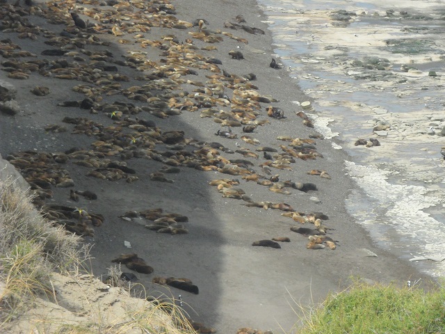 67- Colonia de lobos marinos en La Lobería de El Cóndor aumentada 23-10-16 (1).JPG