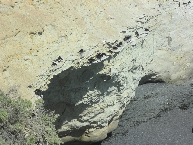 7- Cormoranes en sus nidos en la barranca en Punta Loma 26-10-16.JPG