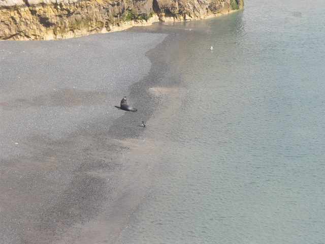8-Playa donde están lobos marinos, hoy quedó uno 26-10-16.JPG