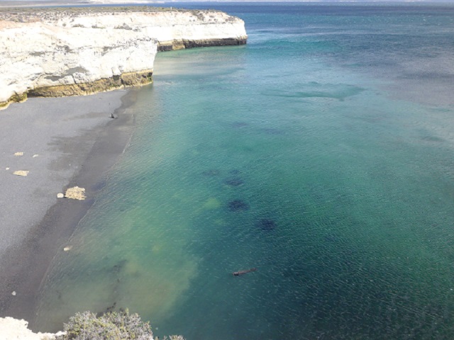 10- Lobito nadando hacia la playa 26-10-16 (2).JPG