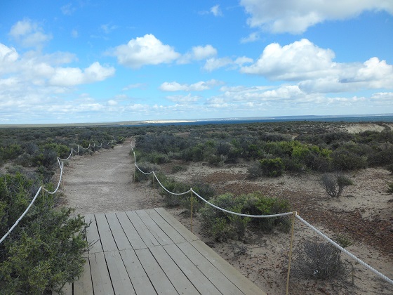 11- Empezando el sendero para ver más lobitos en Punta Loma 26-10-16 (2).JPG