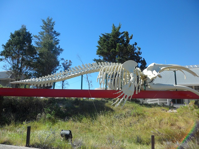 16- Esqueleto de ballena franca en el patio de Ecocentro 26-10-16.JPG