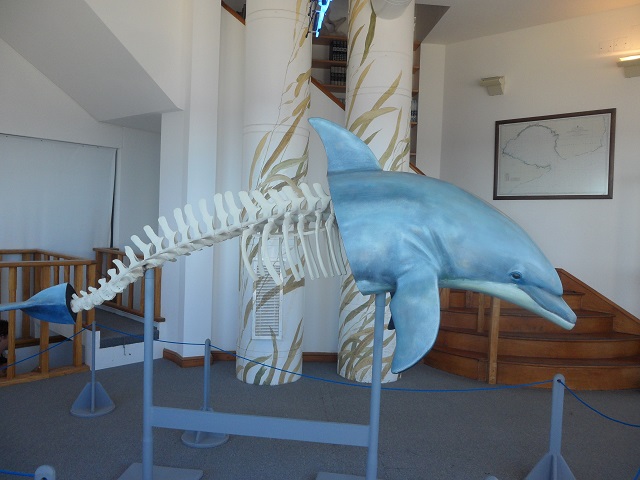 17- Maqueta de delfín en Ecocentro 26-10-16.JPG