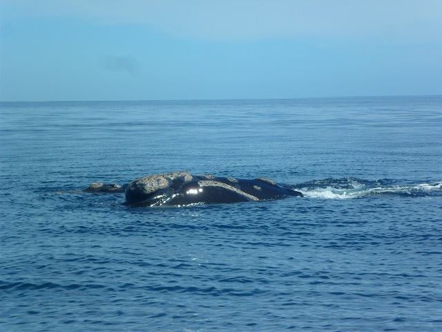 23- 1 Ballena 277-10-16.JPG