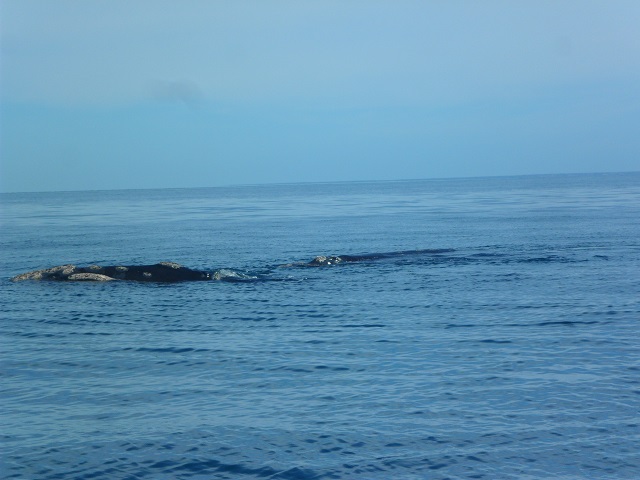 23- Ballena y ballenato 27-10-16 (3).JPG