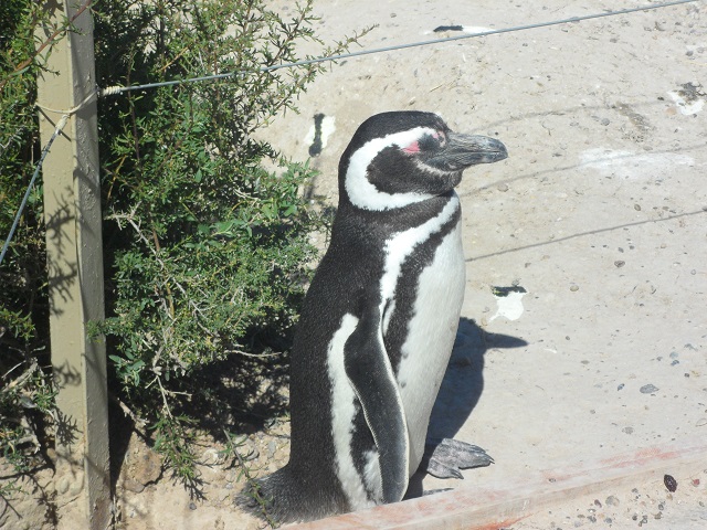 29- P.Valdéz. Pingüinera 27-10-16 (3).JPG