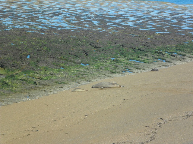 34-P.Valdéz. Punta Norte. Lobos marinos 27-10-16 (5).JPG