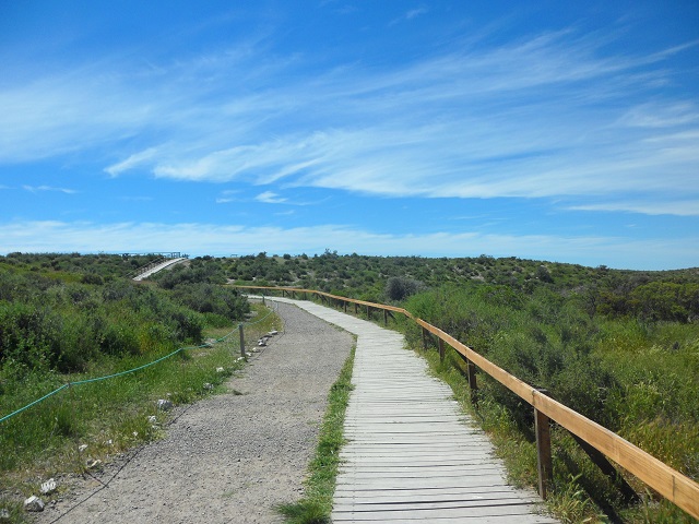 39.a. Empezando a recorrer el sendero en P Tombo 29-10-16.JPG