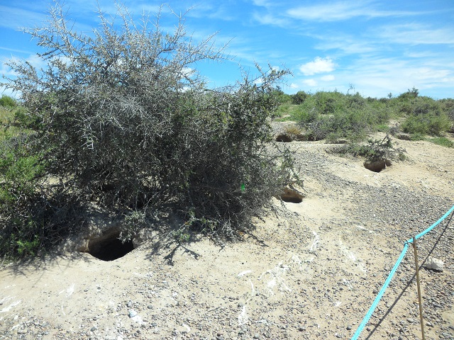 40- Primeros nidos y pingüinos en P.Tombo 29-10-16 (1).JPG