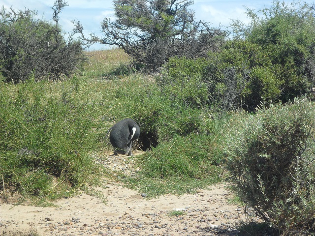 40- Primeros nidos y pingüinos en P.Tombo 29-10-16 (3).JPG