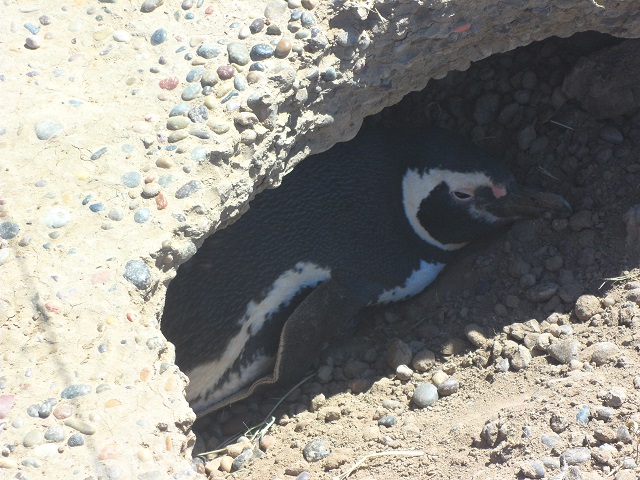 41- Seguimos viendo pingüinos en P Tombo 29-10-16 (1).JPG