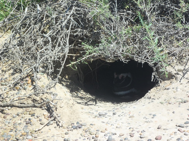 41- Seguimos viendo pingüinos en P Tombo 29-10-16 (2).JPG