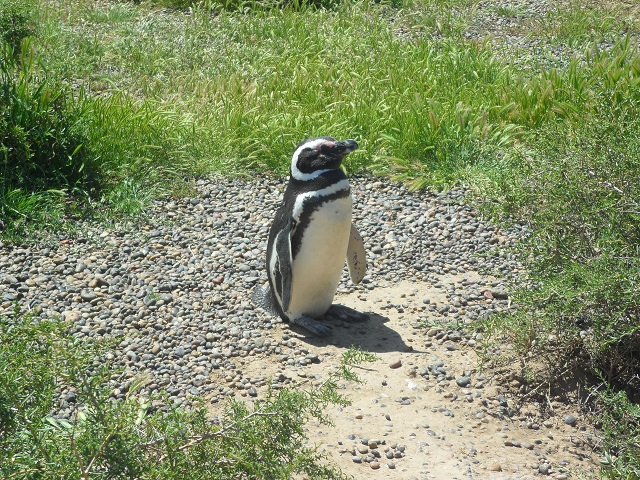 41- Seguimos viendo pingüinos en P Tombo 29-10-16 (3).JPG