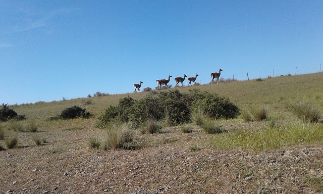 43- También guanacos en P Tombo 29-10-16 (1).jpg