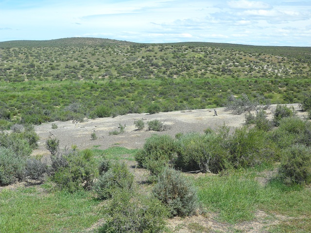 45- P Tombo 29-10-16 (5).JPG