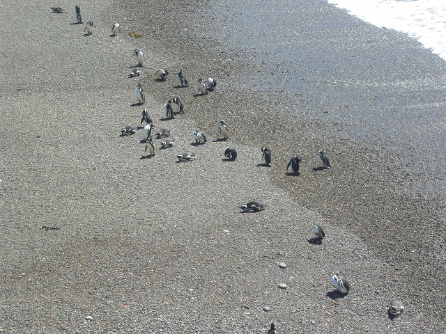 46- Pingüinos en la costa de P Tombo 29-10-16.JPG