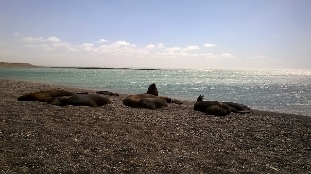 3- Lobitos en la costa al lado de la ruta camino  a PUERTO DESEADO 3-11-16 (1).jpg