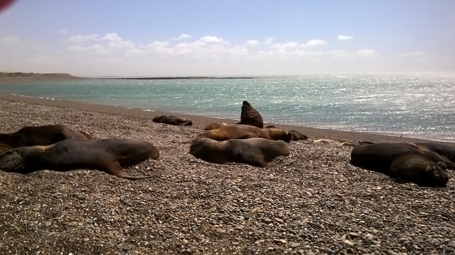 4- Lobitos en la costa al lado de la ruta camino  a PUERTO DESEADO 3-11-16 (3).jpg