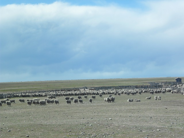 12- TIERRA DEL FUEGO chilena 13-11-16 (5).JPG