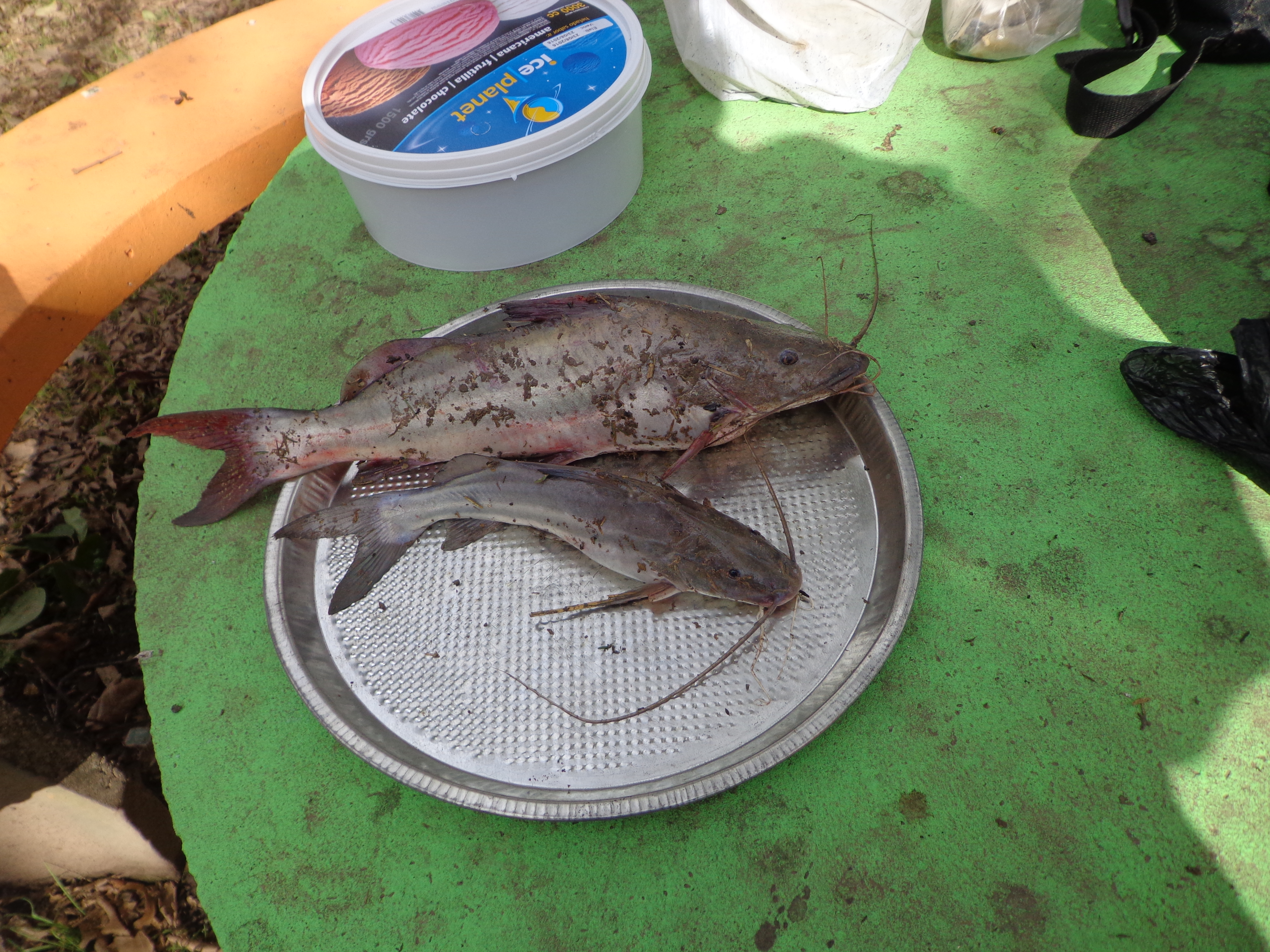 carcaraña 2017 021.jpg