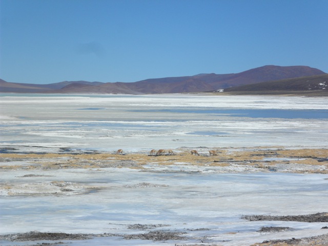 25- Vicuñas  en la laguna helada.JPG